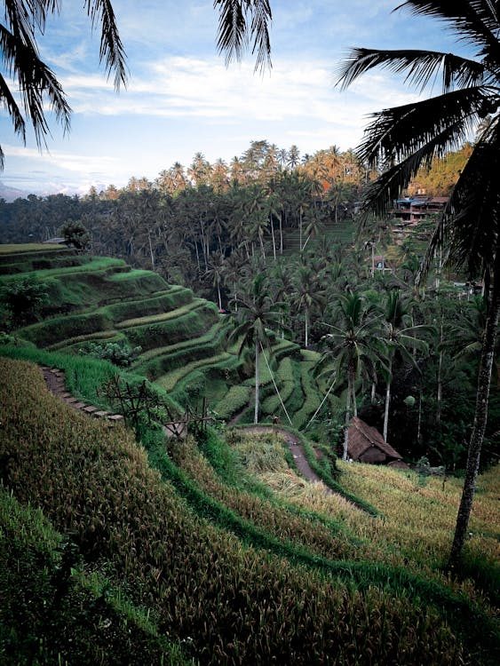 Lush green rice terraces in Bali